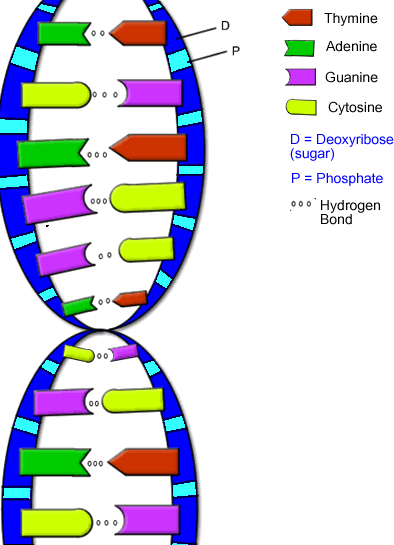 DNA-colored.gif