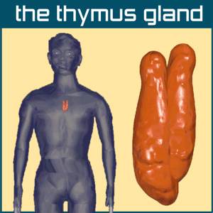 thymus1.jpg